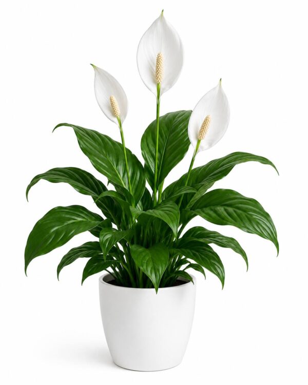 photo_2026-07-05_12-22-56 Peace Lily