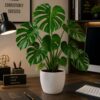 Monstera Deliciosh