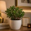 Jade Plant