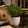 Jade Plant