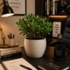 Jade Plant