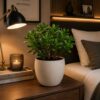 Jade Plant