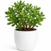 Jade Plant