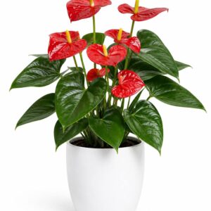 Anthurium Plant