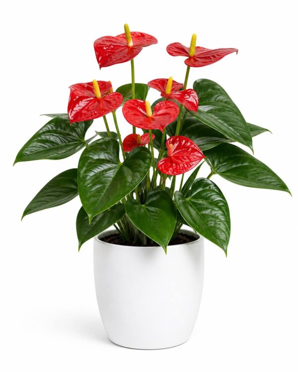 photo_2026-07-05_12-23-51 (2) Anthurium Plant