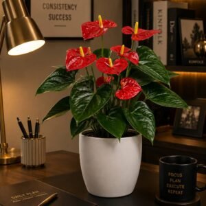 Anthurium Plant