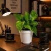Combo-Lucky bamboo/money plant