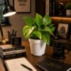 Money Plant