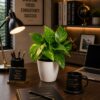 Combo-Lucky bamboo/money plant