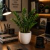 COMNO-Bamboo/money plant/zz plant/snake plant
