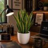 COMNO-Bamboo/money plant/zz plant/snake plant