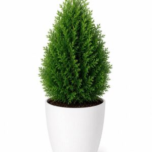 Thuja Plant