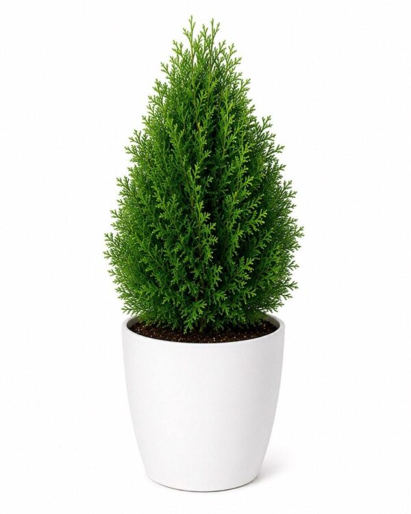 Thuja Plant