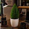 Thuja Plant