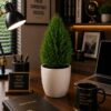 Thuja Plant