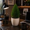 Thuja Plant