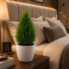 Thuja Plant