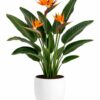 Bird of Paradise