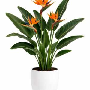 Bird of Paradise