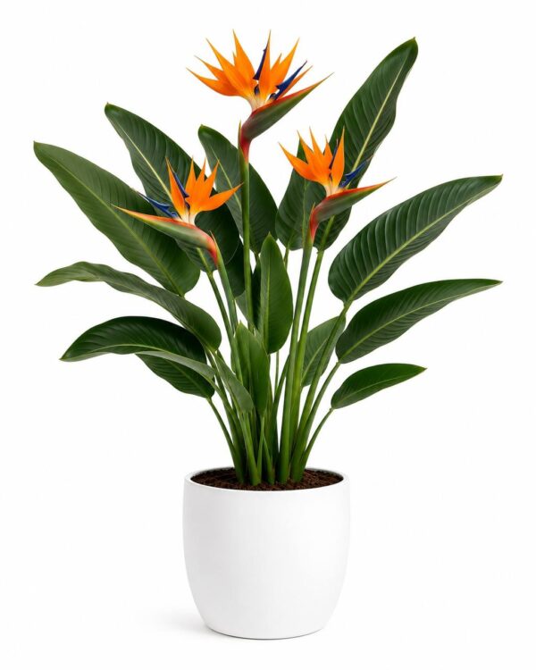 Bird of Paradise