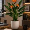 Bird of Paradise