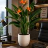 Bird of Paradise