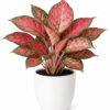 photo_2026-07-05_12-24-49 Pink Aglaonema