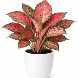 Pink Aglaonema