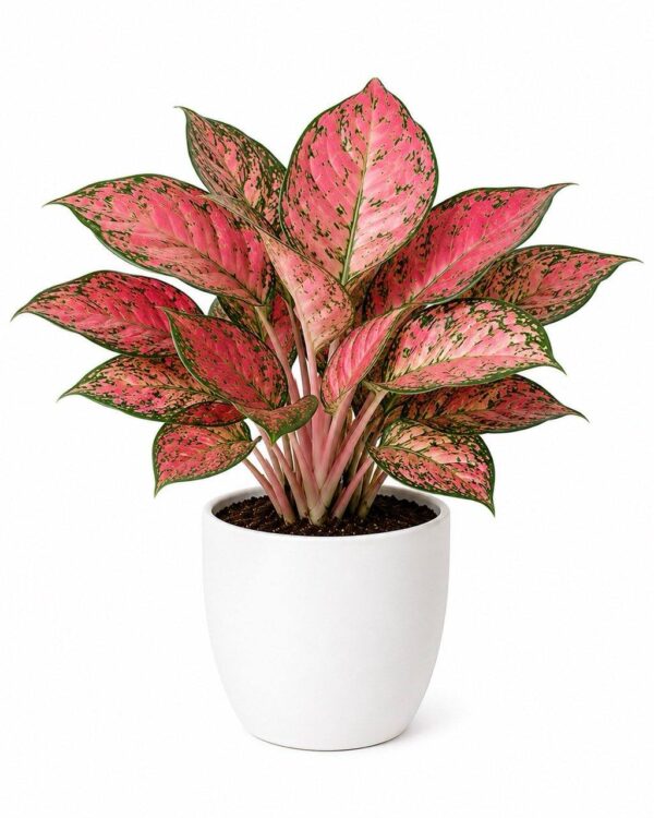 photo_2026-07-05_12-24-49 Pink Aglaonema