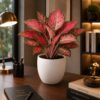 photo_2026-07-05_12-24-51 Pink Aglaonema
