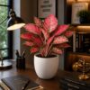 photo_2026-07-05_12-25-00 Pink Aglaonema