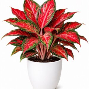 photo_2026-07-05_12-25-35 (2) Red Aglaonema