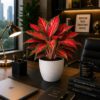 Red Aglaonema