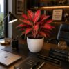 Red Aglaonema