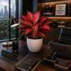 Red Aglaonema