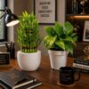 Combo-Lucky bamboo/money plant