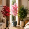 Combo-Red Bougainvillea Tree, elegant Pink Cherry Blossom Tree,lush Green Ficus Tree.