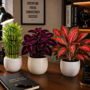 Anthurium Plant