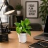 Money Plant