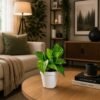 Money Plant
