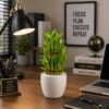 Lucky Bamboo