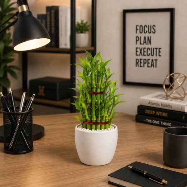 Lucky Bamboo