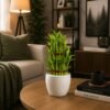 Lucky Bamboo