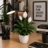 Peace Lily