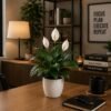 Peace Lily