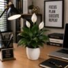 Peace Lily