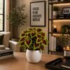 Coleus