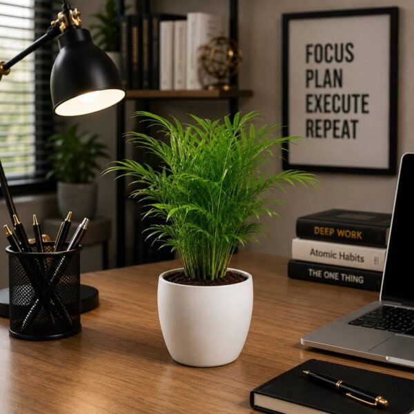 Small Areca Palm