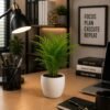 Small Areca Palm