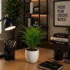 Small Areca Palm